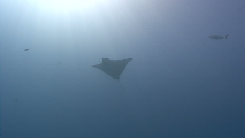 An Eagle Ray swims mid water and eclipses sun 