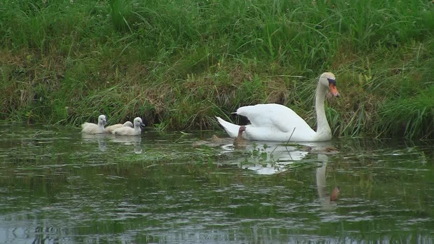 Swan family in pond
