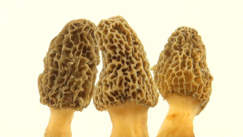 Yellow morel mushroom on white background