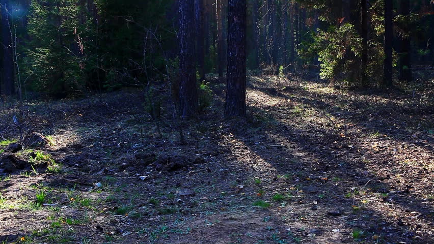Pan on spring forest at sunset with light