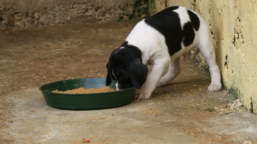 Pedigree Pointer dog puppy playing with bowl and trying to eat
