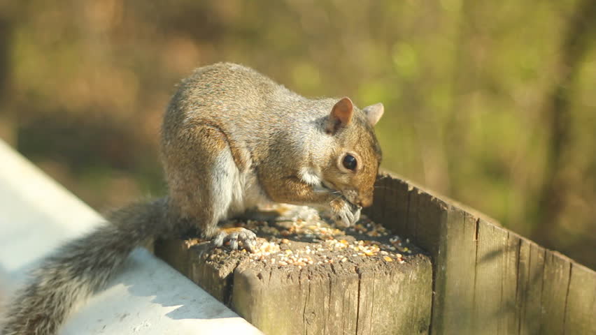 Eastern grey squirrel. Young, eastern grey squirrel eating nuts and seeds. Shallow DOF. High Park, Toronto, Ontario, Canada. 