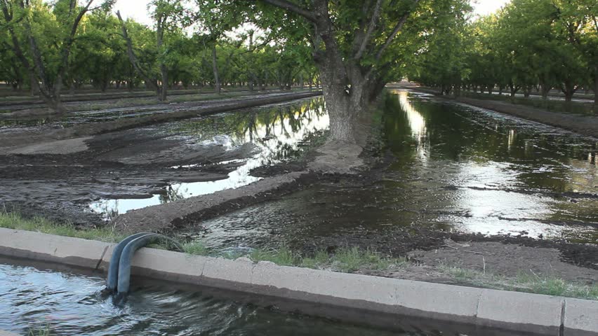 Water flows from channel through irrigation lines, floods area around fruit trees in late afternoon. 1080p