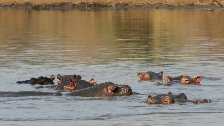 Group of hippopotamus (Hippopotamus amphibius) in water, Kruger National Park, South Africa