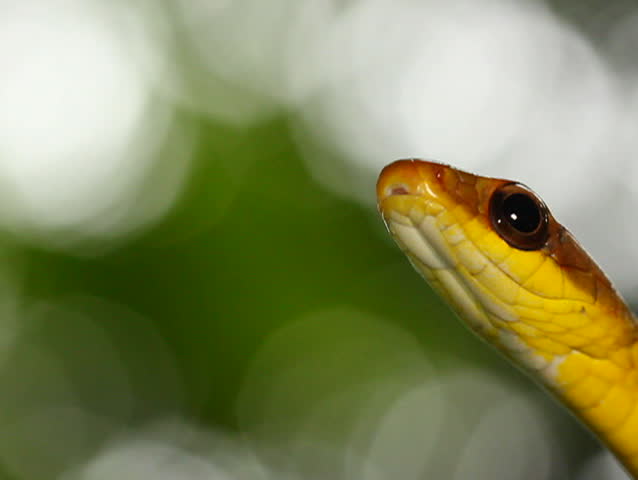 Olive whipsnake (Chironius fuscus). In rainforest, Ecuador