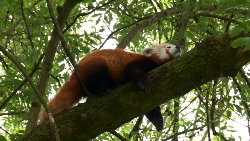 panda