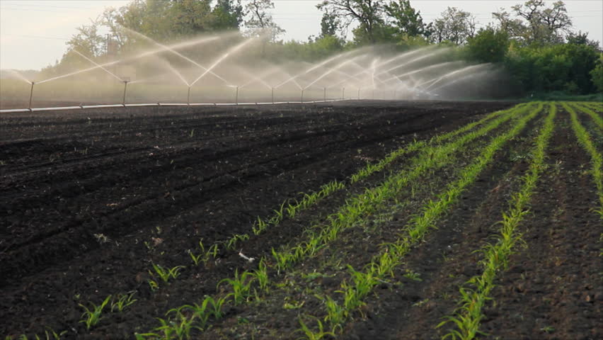 Irrigation of the field