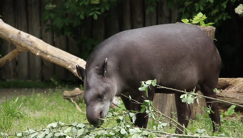 South american Tapir (Tapirus Terrestris)