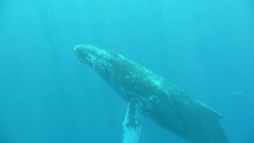 Hawaiian Humpback Whale swims close to camera, then swims away.