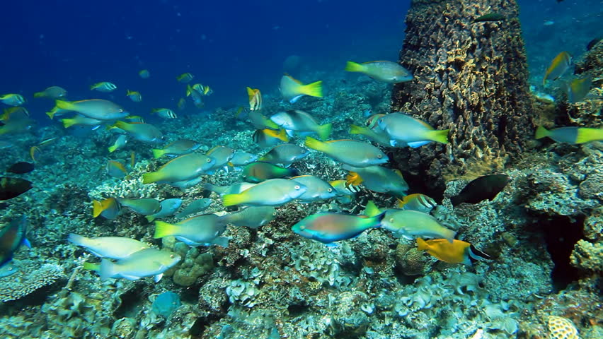 School of fish Parrotfish on the coral reef panorama