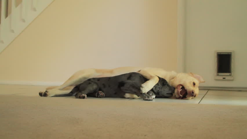 Dogs playing 