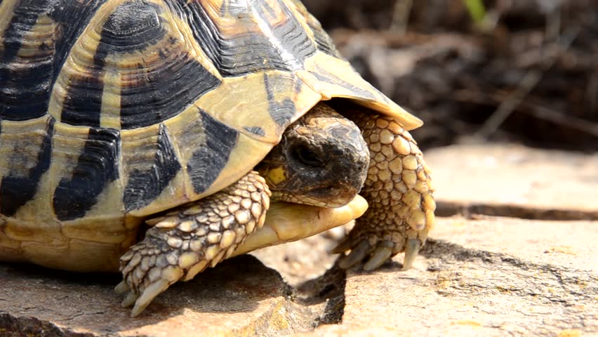 tortoise  