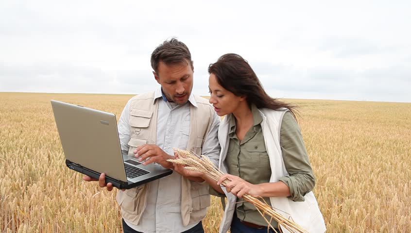 Team of agronomists analyzing wheat cereal in field