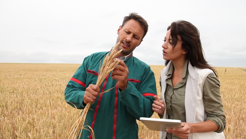 Agronomist with farmer looking at wheat crop