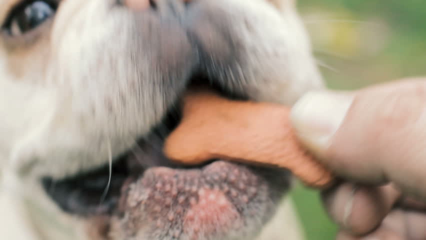 Image result for bulldog eating hand