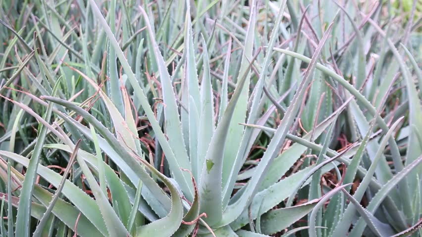Header of Aloe vera