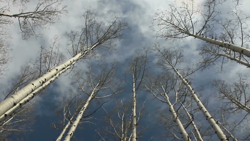 Time Lapse, Trees wobble beneath blue, dramatic, cloud-filled sky.
