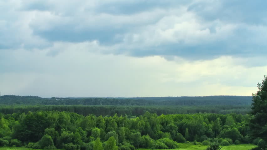 rain over the forest timelapse