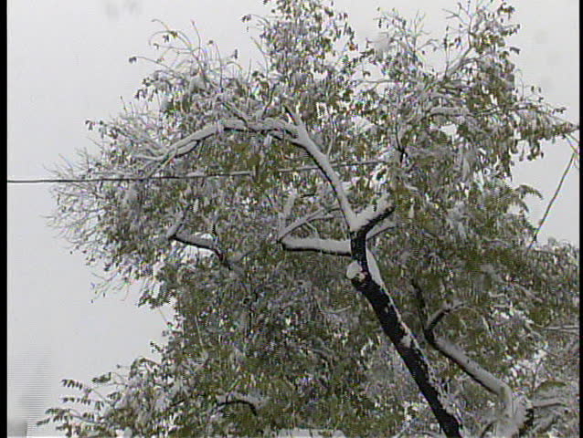 Ice and snow-laden branches are dangerously close to a power line in a heavy blizzard