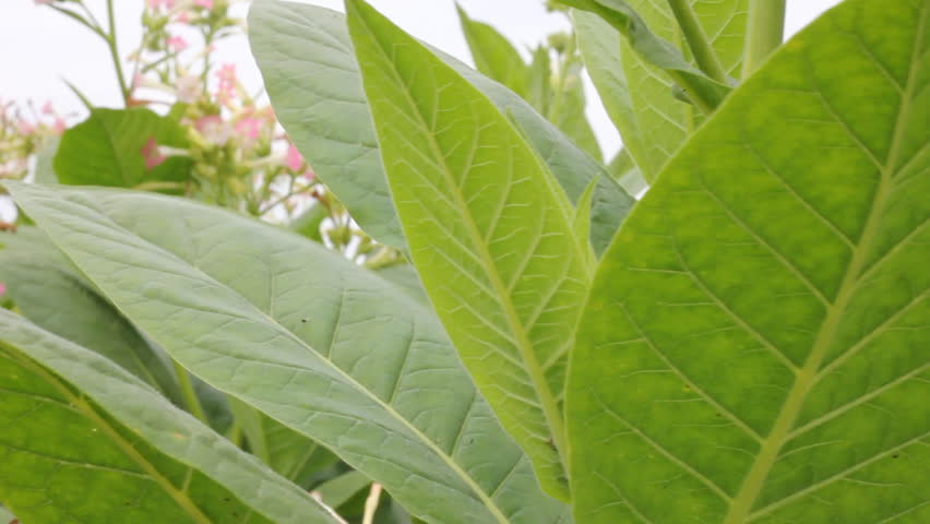 Tobacco leaf
