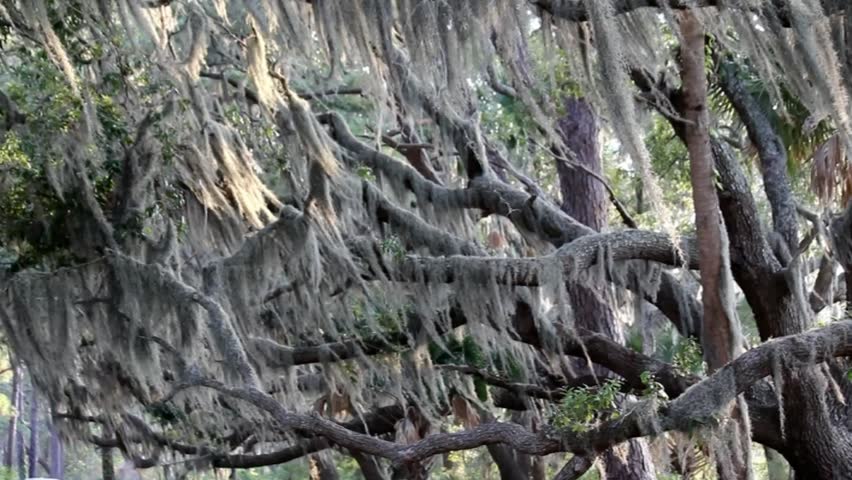 Spanish Moss swinging in a gentle breeze to woodland and marsh sounds. Stationary camera.