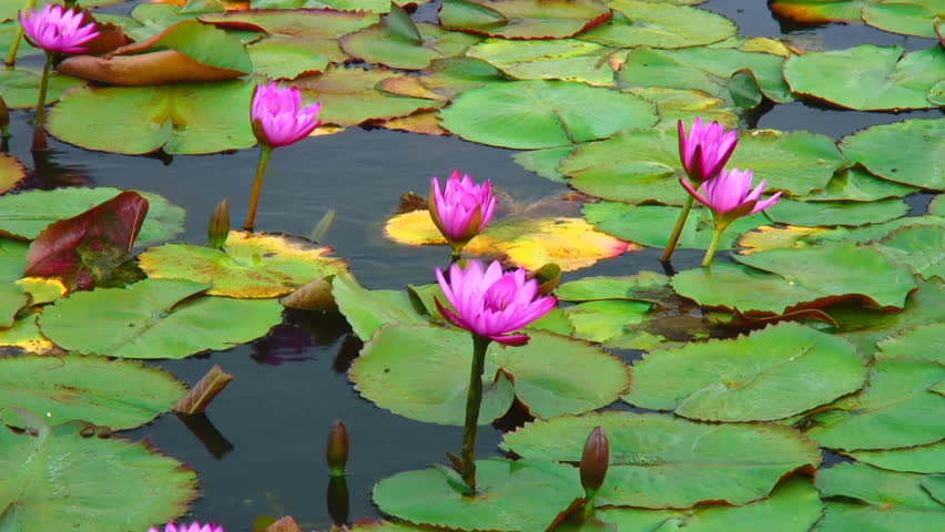 Six pink lotus blossoms 
