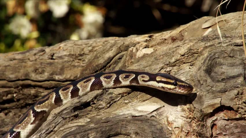 Snake on the tree