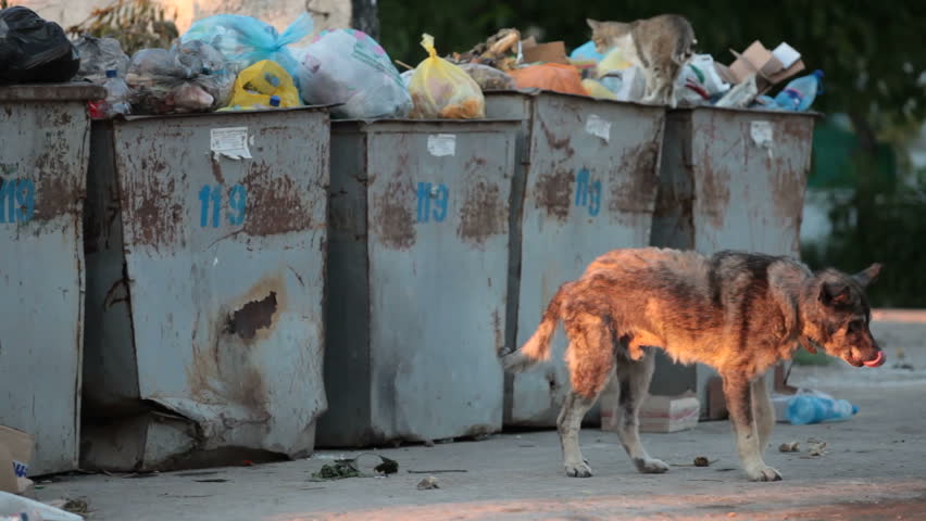 homeless hungry dog looking for food near the trash bins