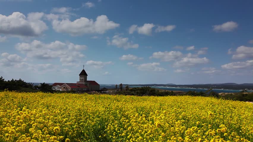 Church in rape seed flower field under sunny blue sky