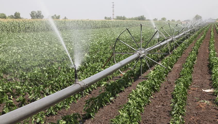 Paprika field with irrigation system 