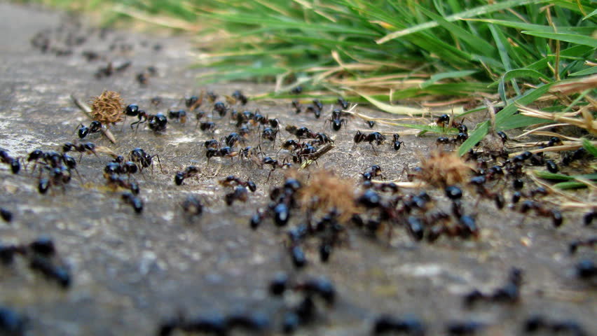 Ant colony working and carrying things.