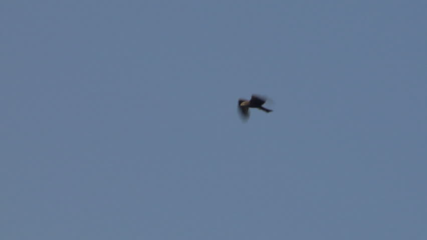 Flying hawk silhouette 