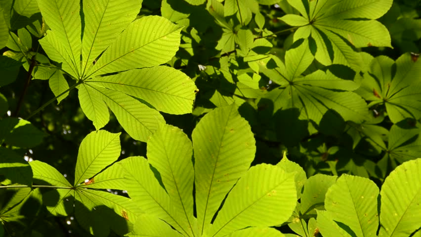 Chestnut leaves