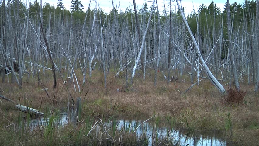 Stark scene of dead trees in a marshland