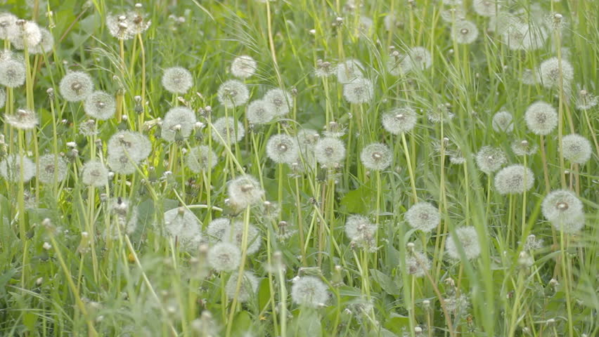EDIT 2 VIDEO Covered with seeds dandelions and green weeds swaying on wind.  