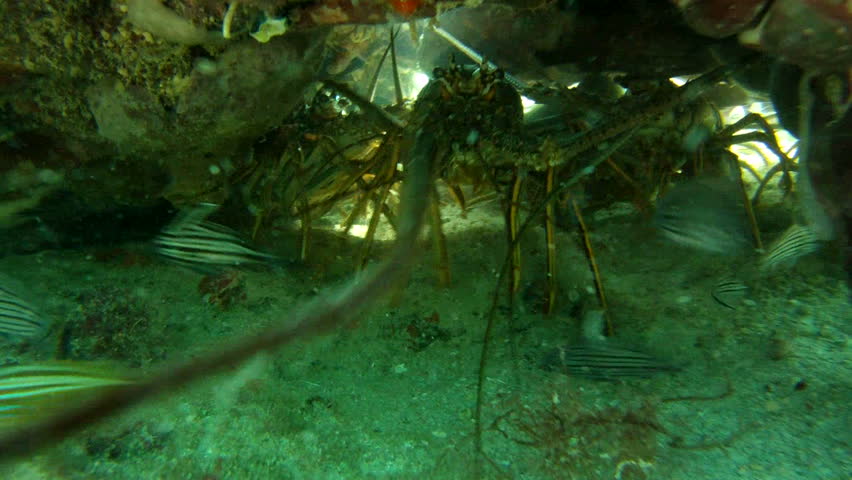 Lobsters 