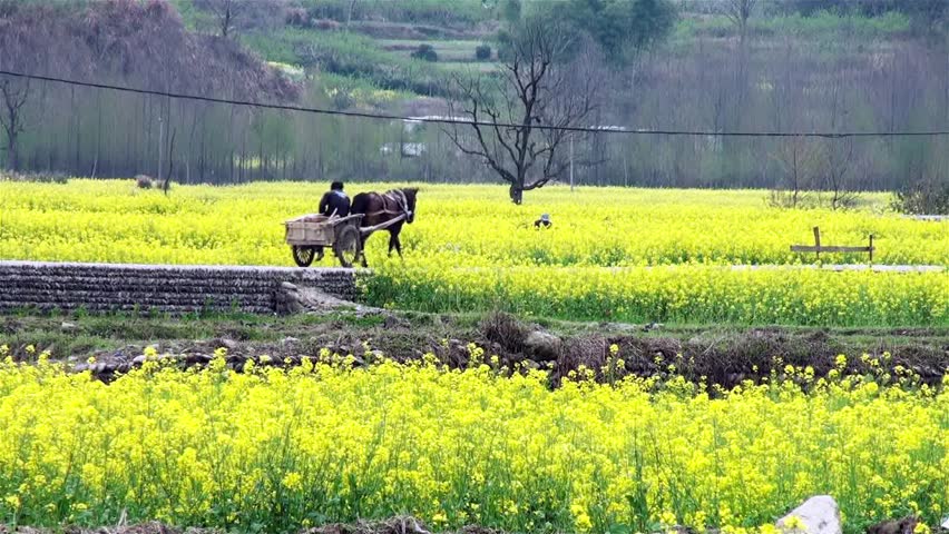 Farmer riding horse coach across the rape seed flower field