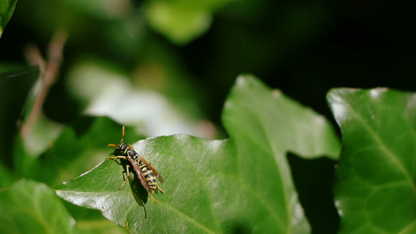 Wasp cleans one wing and flies away into the background. 