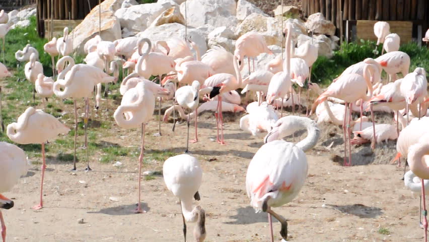 Wildlife and colorful birds