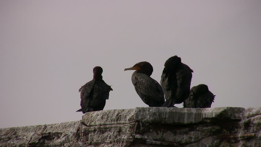 Four double-crested cormorants (shags) sitting on a wall at a California beach.