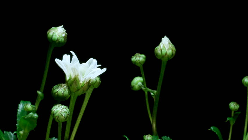 Timelapse of daisies (Bellis perennis) blooming. -moderate speed
