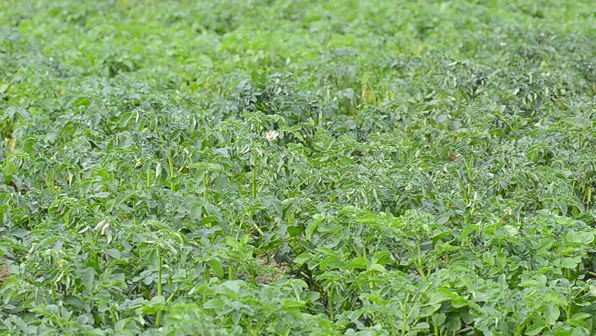 Big potato field