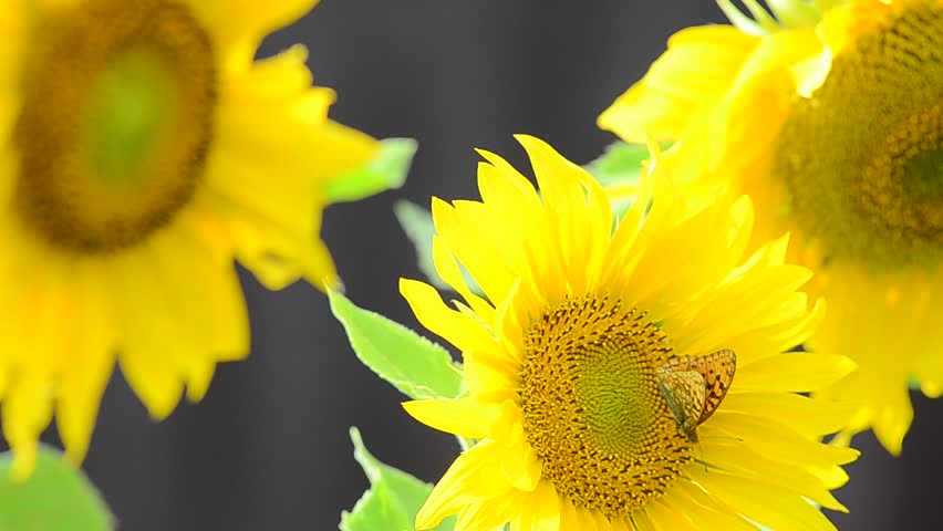 Butterfly and three sunflowers