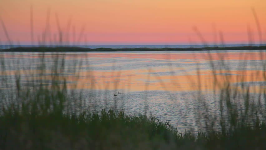 Duck swimming in the lake at sunset