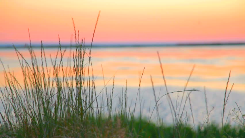 Green grass trembling at the orange lake background at sunset