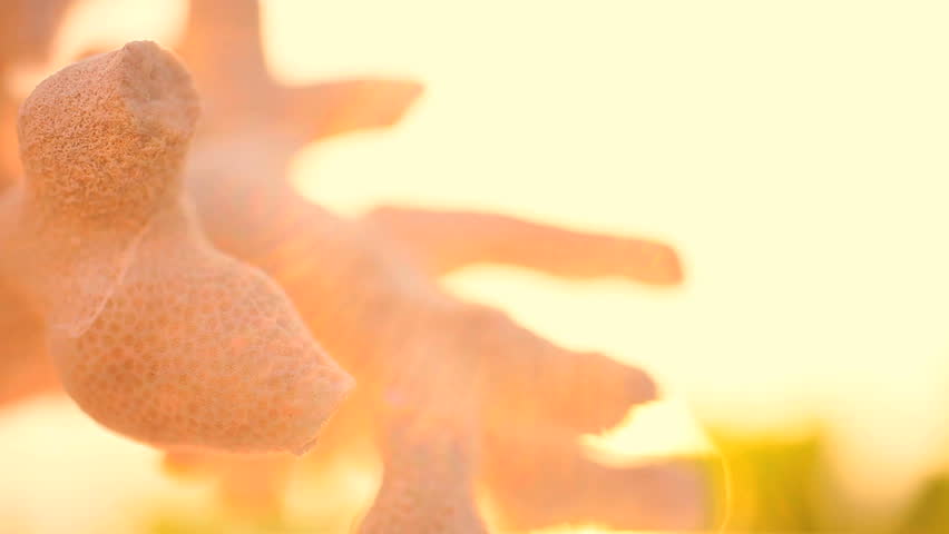 Extreme closeup of the fragile beauty of a piece of coral washed up on the beach