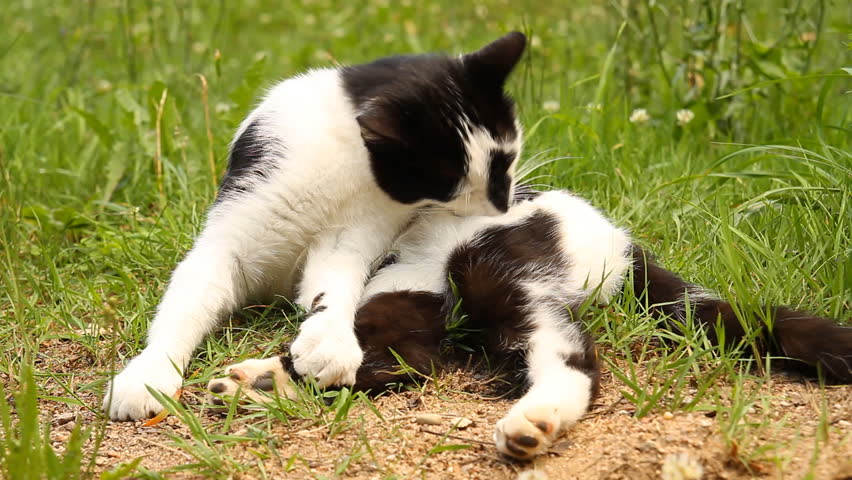 cat washes paw