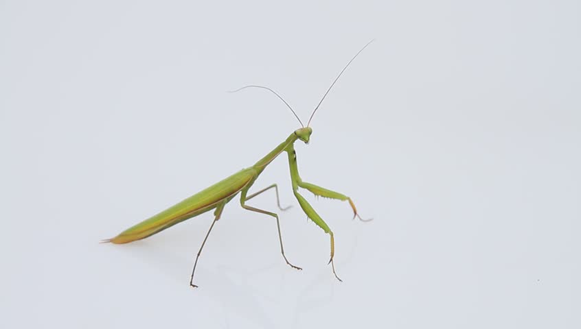 European mantis (Mantis religiosa)  