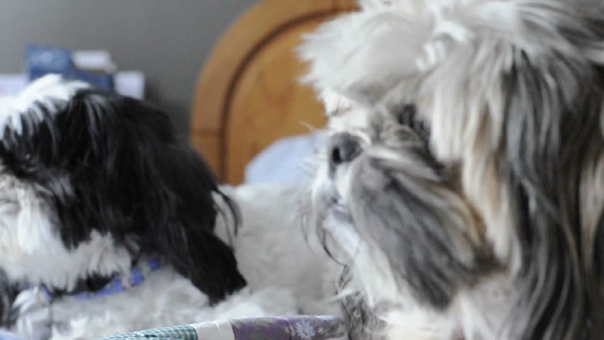Shitzu dog looks right at the camera and lick lips