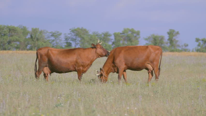 Two brown cows grazing on green field, licking and butting 